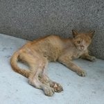 인간에게 상처받은 냥이 서명에 참여 부탁드려여 [퍼옴]