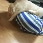 실내에서 리트리버 키우기 4탄!