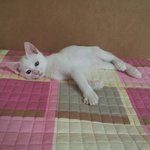 귀여운아기고양이 예삐