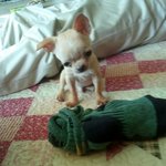 작은 치와와 초란이를 소개함둥