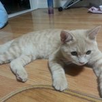 <b>세면대</b>에서 더위 식히는 고양이(3)