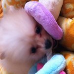 개구장이 <b>포메</b>를 소개합니다