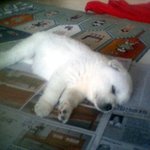 북극곰 아파트에서 키워서 <b>동물원</b> 갔다 준 ssul.jpg