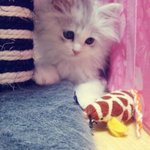 샴링스와 페르시안고양이 이야기 3탄