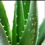 [ 알로에 , <b>천연</b>팩 ]핸드 메이드 <b>천연</b> 알로에 팩 만들기!