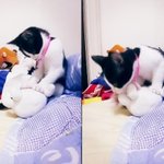 도둑냥이 세요 일상