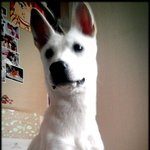 원룸에서 <b>공생</b>하는 강아지 고양이 인간들 4탄!!