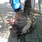 <b>일산</b> 벧엘교회광장서 강아지 입양하세여