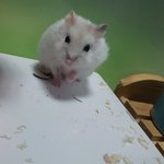레몬이의 <b>폭풍</b>성장~