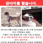 수원시 장안구에서 <b>시</b><b>츄</b> 보셨나요..