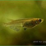 [에프티] 에프티 <b>송승현</b> 성형전