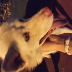 (<b>서산</b>)  흰색 대형견 잃어버리신 분