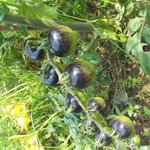 직접 <b>재배</b>한 예쁜이들~~*^^*