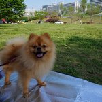 송파구 오금역] 황색 포메라니안을 찾습니다.