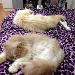 [호슈<b>리네</b>] [호슈<b>리네</b>]호슈<b>리네</b> 새집에서 여름나기