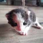 <b>코</b>숏 <b>길</b>고양이 랑이 이야기