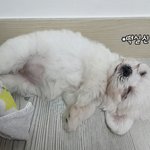 말티즈여아 "달이" 분양받았어요