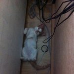 중성화 수술을 당한 아기 냥이를 제발 도와주세요!!!