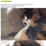 [인어공주] <b>사설</b>보호소 냥이들 이번주가 지나면 길거리로 쫒겨나게...