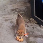 파란지붕 멍구미소<b>바이러스</b>.1