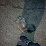 [서울 도봉구]고양이 잃어버리신 분 찾습니다!(페르시안)