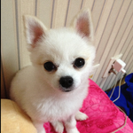 화이트<b>포</b><b>메</b> 치와와가 됐어요 2탄  사진有 스압주의 !!!