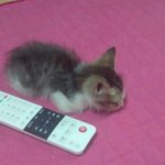 인천] 강아지같은 아기길냥이 분양 합니다!!!