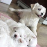 <b>제법</b> 커진 꼬물꼬물이들!!!엄마미소 저절로ㅋㅋ[2탄]