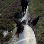 [LIFE]영국- 영국에서 꼭 해보고 싶었던 승마즐기기