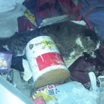 길냥이가 있는채로..지하실<b>창문</b>폐쇄