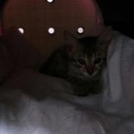 매력넘치는 뱅갈냥이 렝가