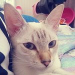 샴링스와 페르시안 고양이 이야기 4탄^^