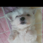 사랑스러운 말티즈 <b>몽이</b>~~