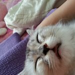 고양이버전 <b>각도</b>의중요성