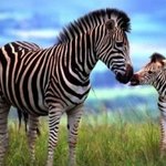 모성애 넘치는 엄마&amp;<b>아기동물</b>