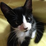 적응왕 <b>복실</b>이!