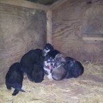 [토토] (추가) 말라뮤트 + <b>도베르만</b> 믹스견과 로트와일러ㅎㅎ 스압주의...