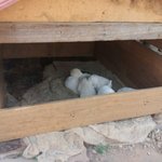 <b>배추</b>똥개 2탄(?)