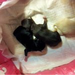 탄탄군 성장과정.