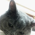 [탄천필근] 코숏 턱시도 탄이 &amp; 브숏 천이 [4]