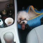 잘생긴 <b>미미</b> 입니다^^