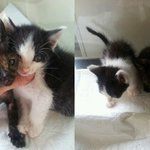 [<b>인어</b>공주] 케이즈 안에서 울고있는 새끼냥이