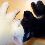 [리부이야기] (최근사진추가)2개월 <b>루아</b>, 천사가 되었어요