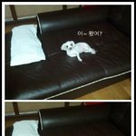 우리집 강아지의 흔한 태도