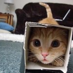 <b>박스</b>를 특히 좋아하는 귀여운 고양이들