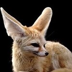 [여자의심리] 여우 <b>vs</b> 곰 같은 여자!