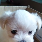 *아가 말티즈 '<b>솜</b>이'의 무한매력!!*
