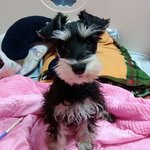 3대 지랄견 슈나우져 <b>배추</b> 역변하다.