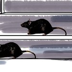 마술같은 집념의 신비를 가진 미대인(그림유.안무서움)