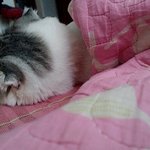 [쵸파] 스코티쉬폴드 말랑말랑 쵸파왔어요